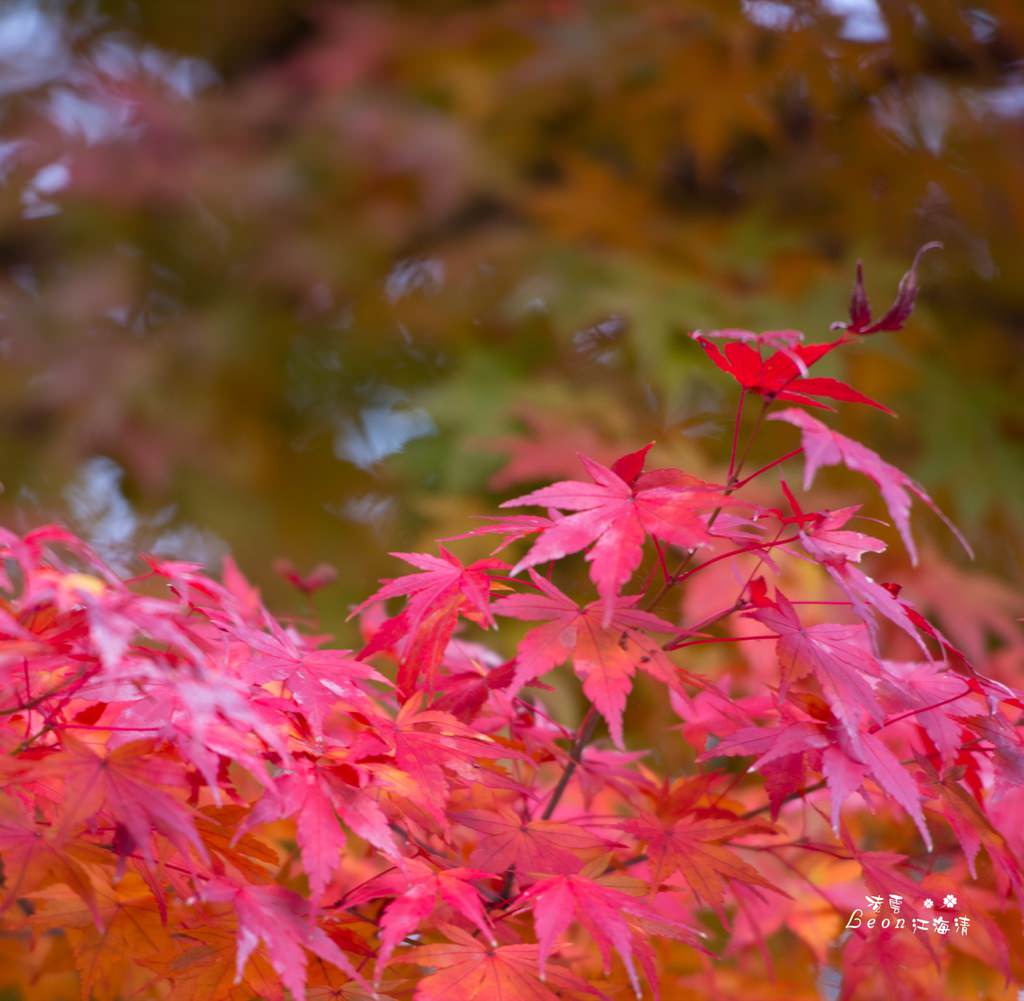 dsc_0415_1-51