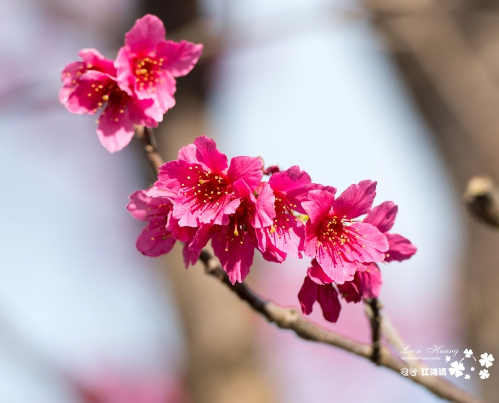 dsc_0415_1-11