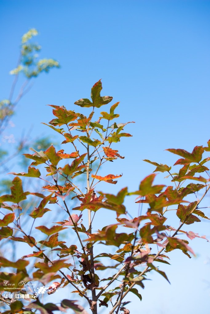 dsc_0415_1-17