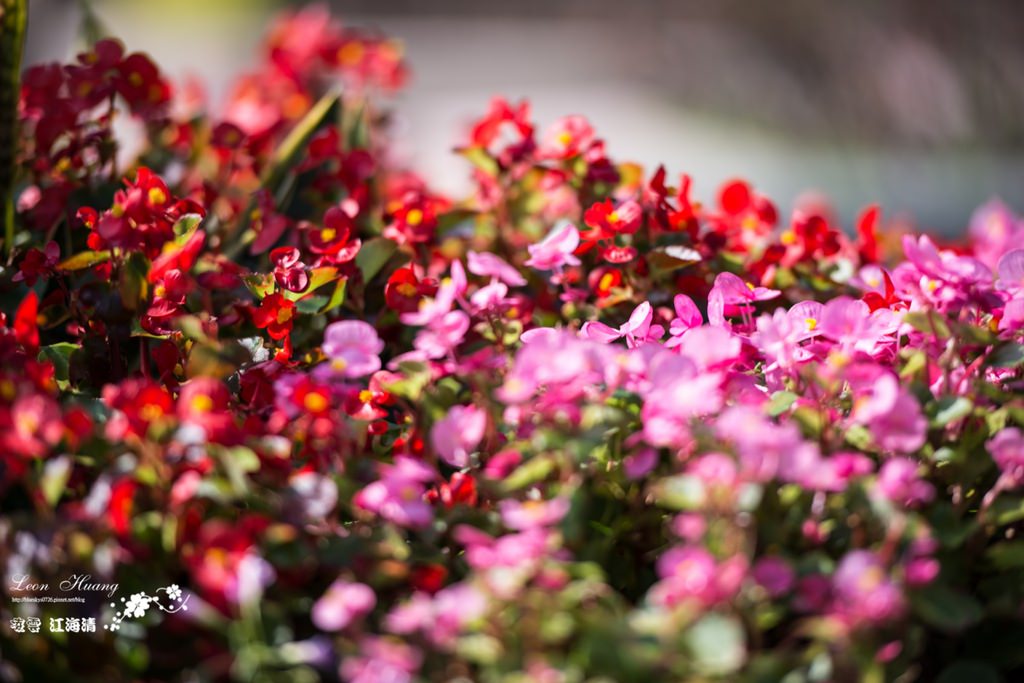 dsc_0415_1-19-2