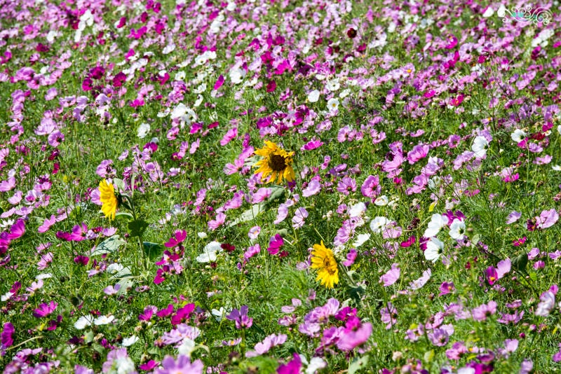 DSC_9424.jpg