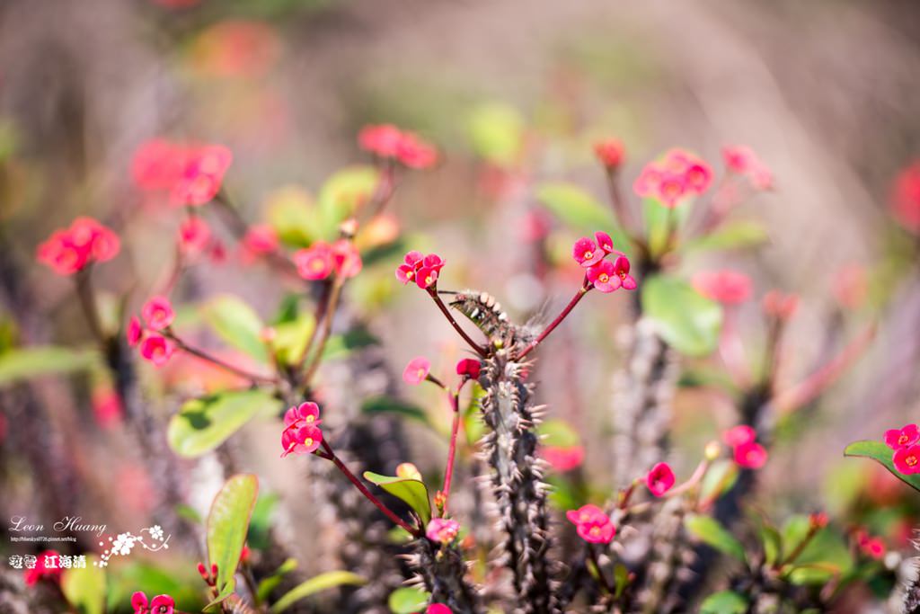 dsc_0415_1-17-2