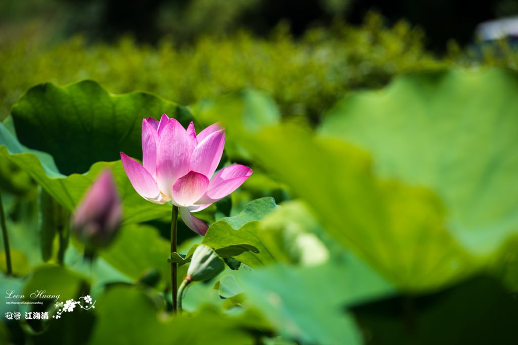 DSC_7807.jpg