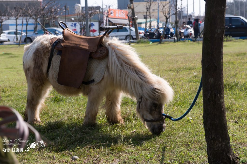 dsc_0415_1-12