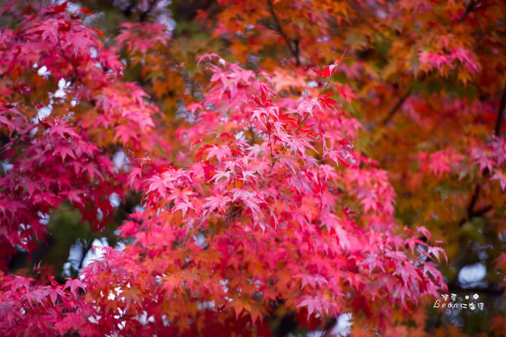 dsc_0415_1-49