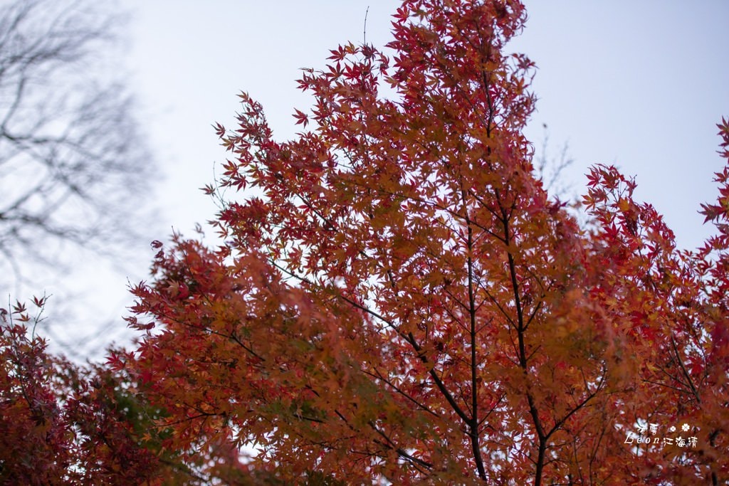dsc_0415_1-74