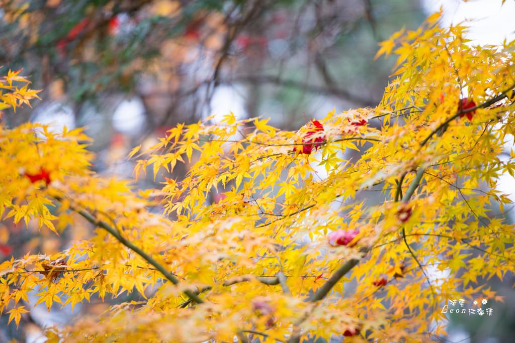 dsc_0415_1-84