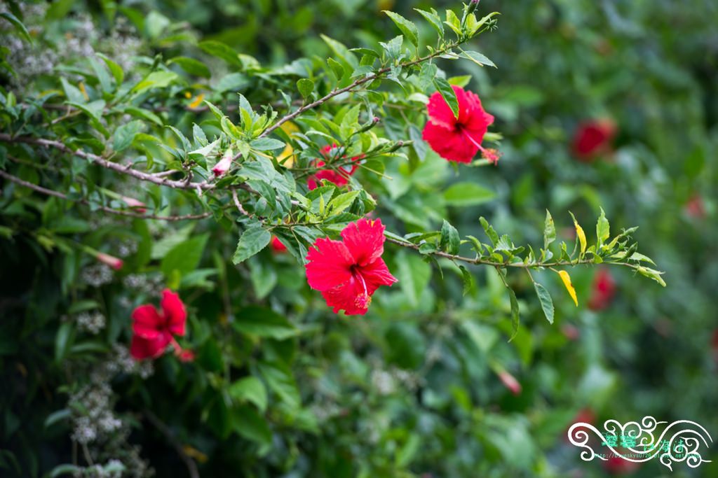 DSC_9755.jpg
