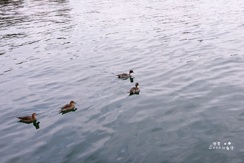dsc_0415_1-8