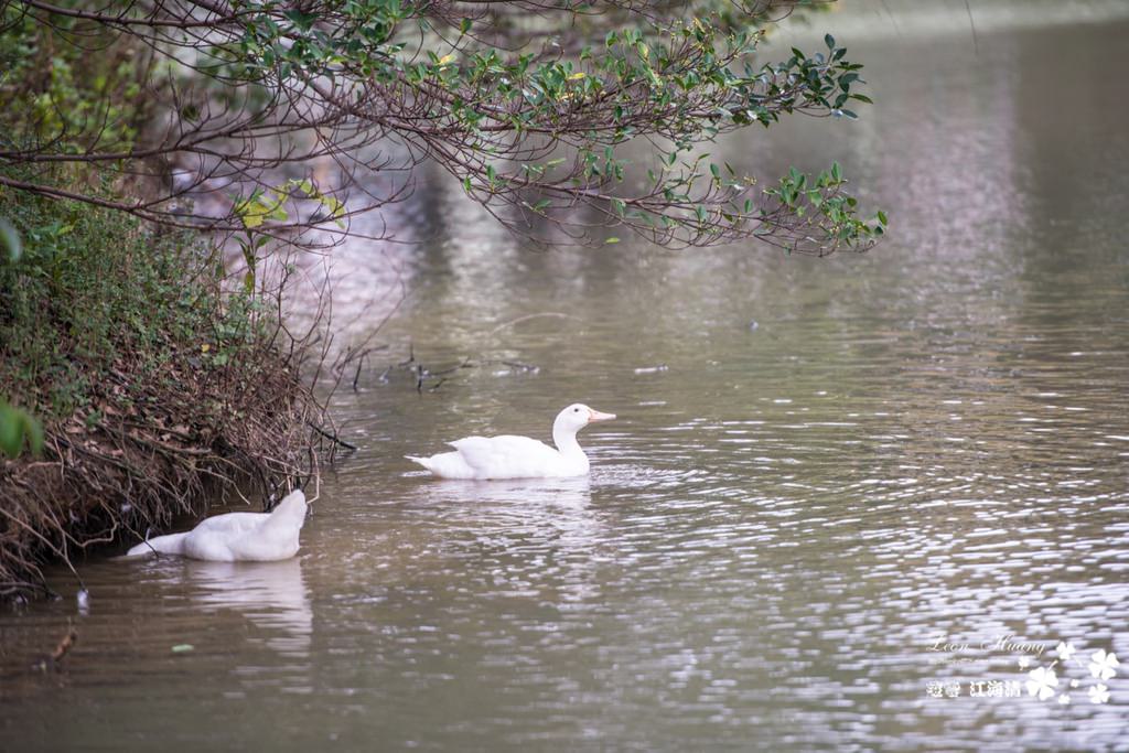 dsc_0415_1-18