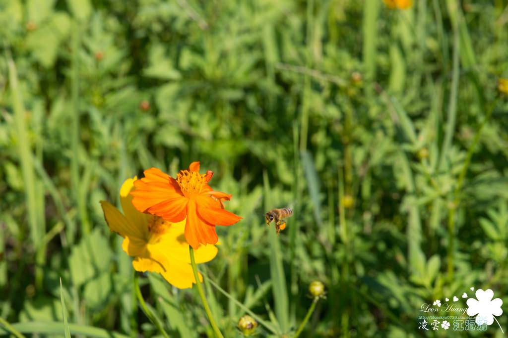 DSC_0094.jpg