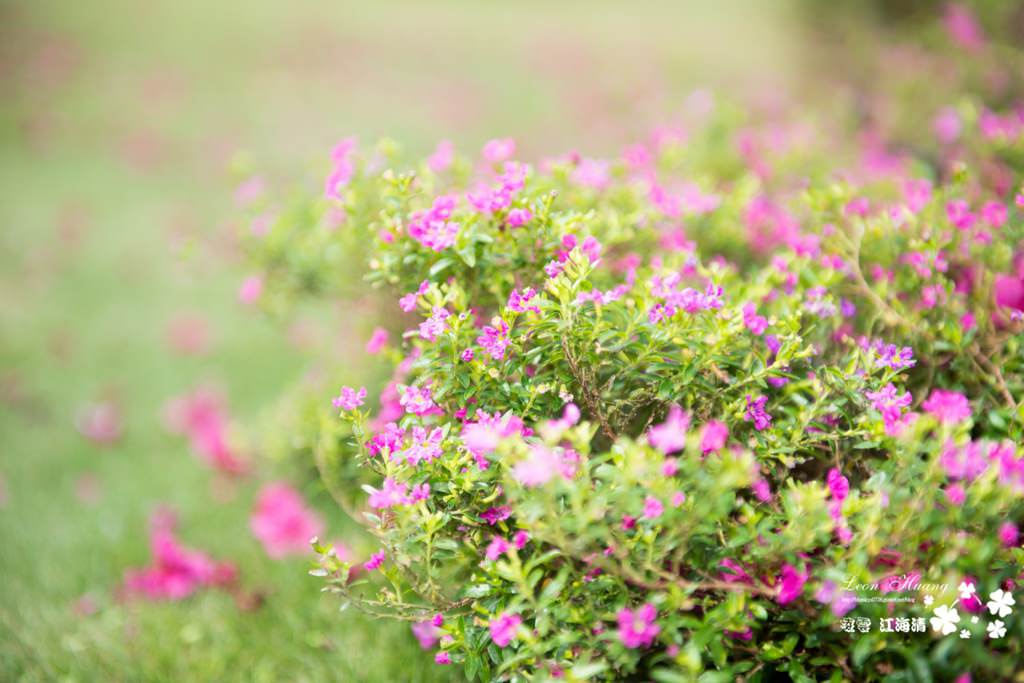 dsc_0415_1-17