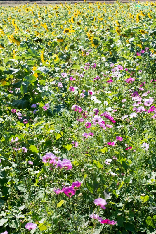 DSC_9432.jpg