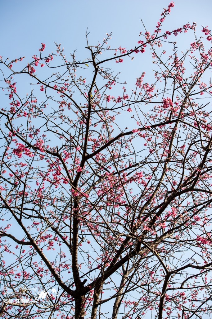dsc_0415_1-43