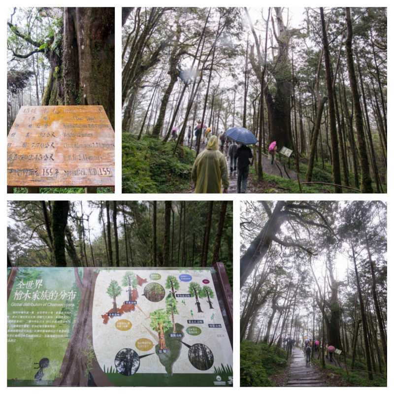 DSC_5855_Fotor_Collage.jpg