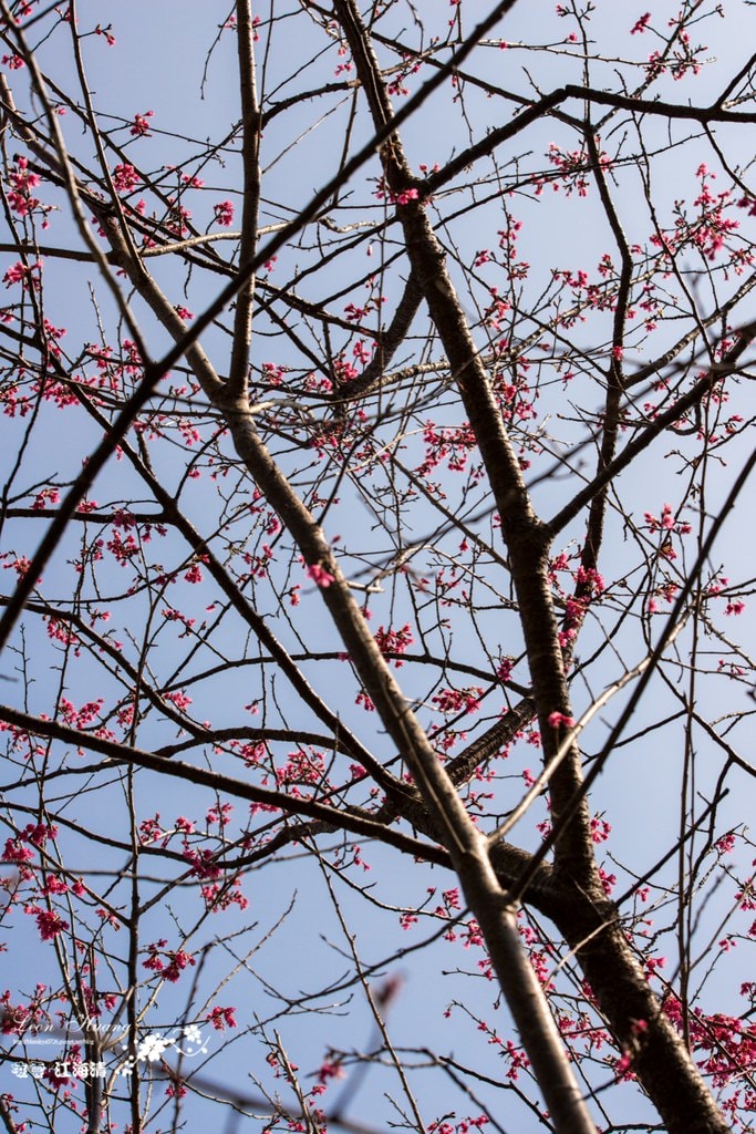 dsc_0415_1-23-2