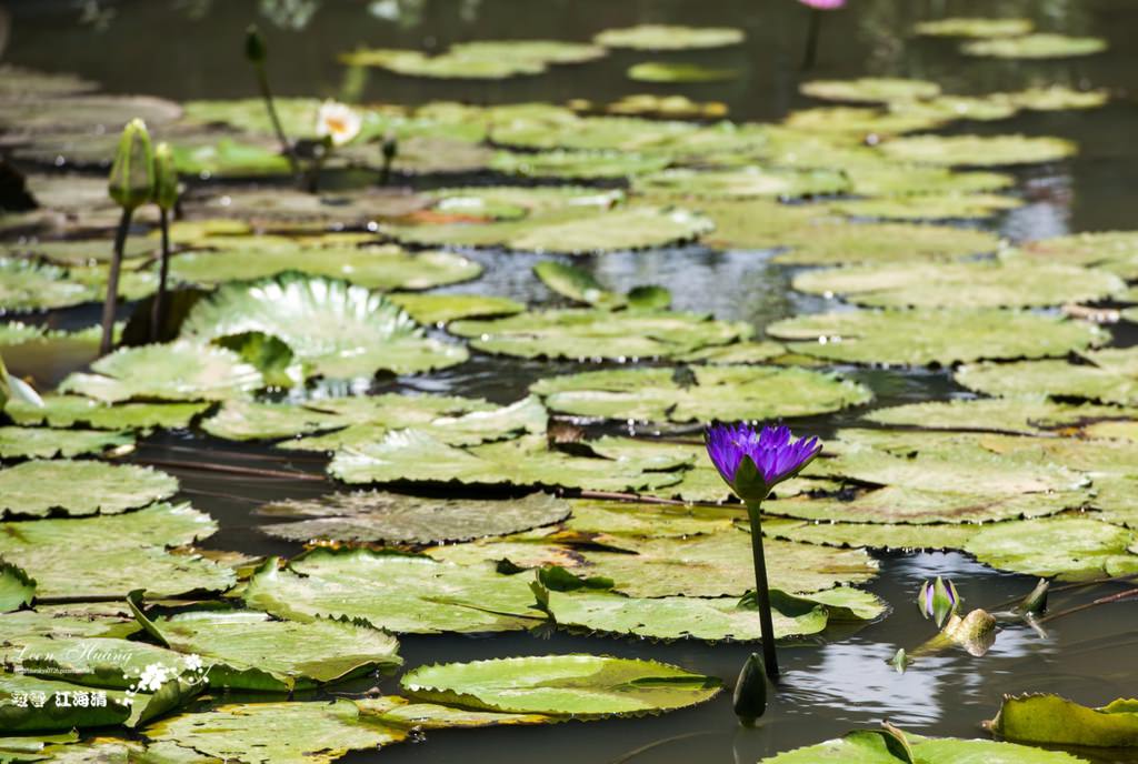 DSC_7799.jpg